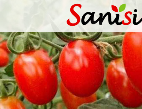 Las propiedades del tomate: beneficios para tu salud