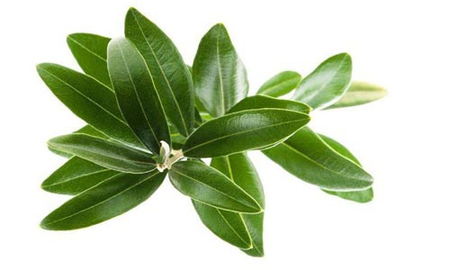 olivo