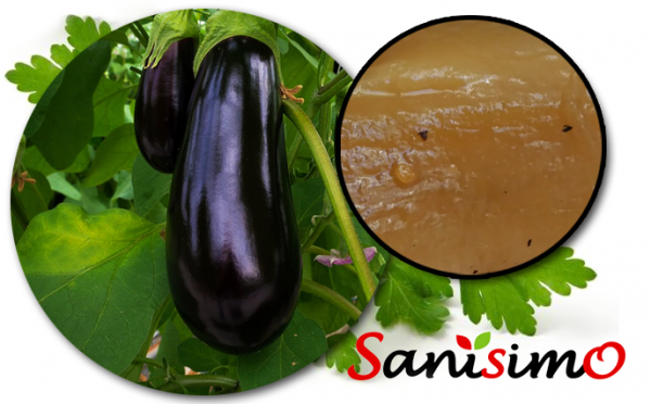 Berenjenas Asadas – Sanisimo